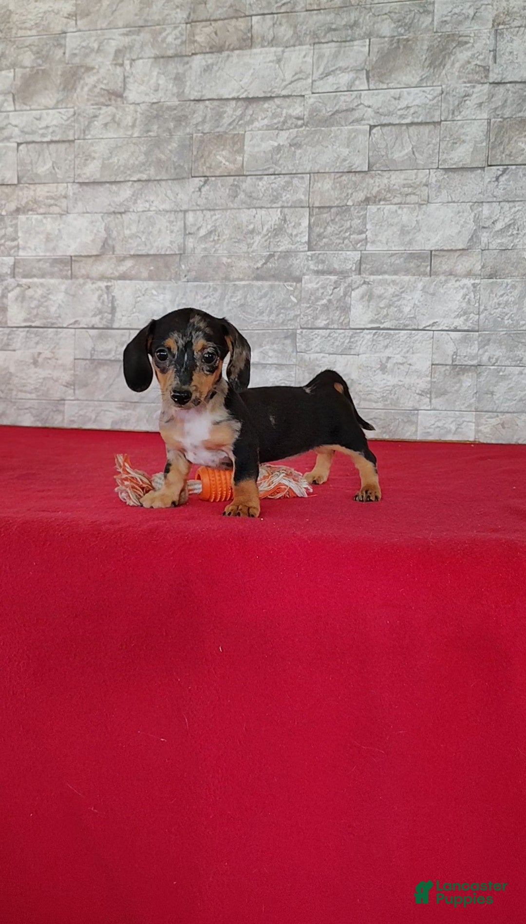Miniature Dachshund dogs Stacy - Ad 2