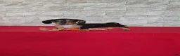 Miniature Dachshund dogs for sale: Stacy - Ad 2
