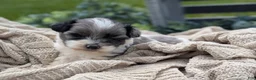 Havapoo dogs for sale: Hero - Ad 1