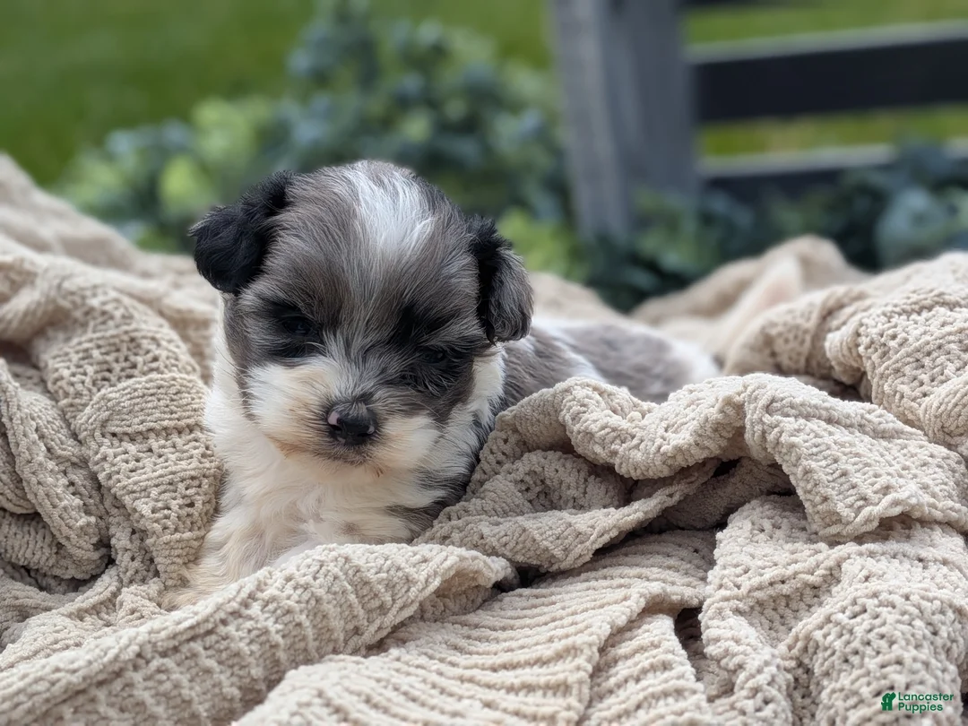 Havapoo dogs for sale: Hero - Ad 1