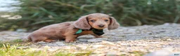 Dachshund dogs for sale: Alex - Ad 3
