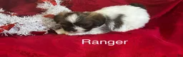 Lhasa Apso dogs for sale: Lhasa Apso Puppy 1 - Ad 3