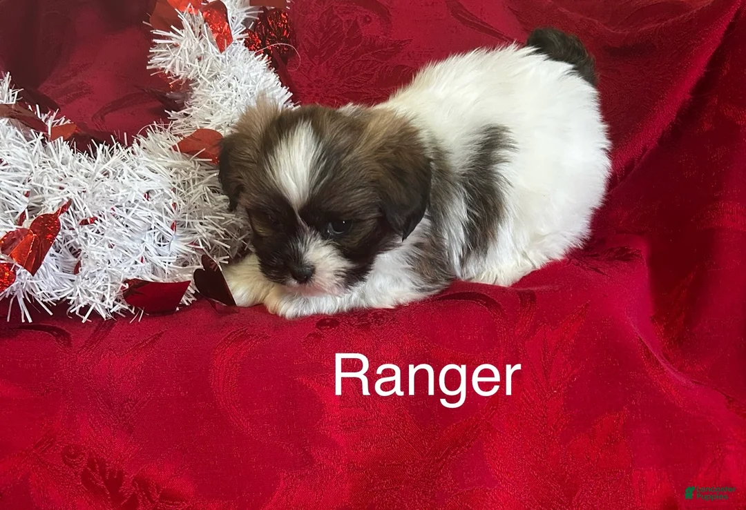 Lhasa Apso dogs for sale: Lhasa Apso Puppy 1 - Ad 3