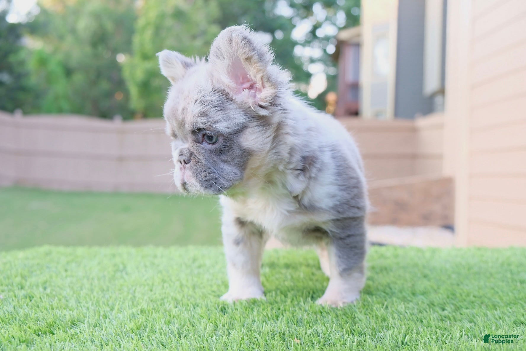 French Bulldog dogs for sale: French Bulldog Puppy 1 - Ad 3