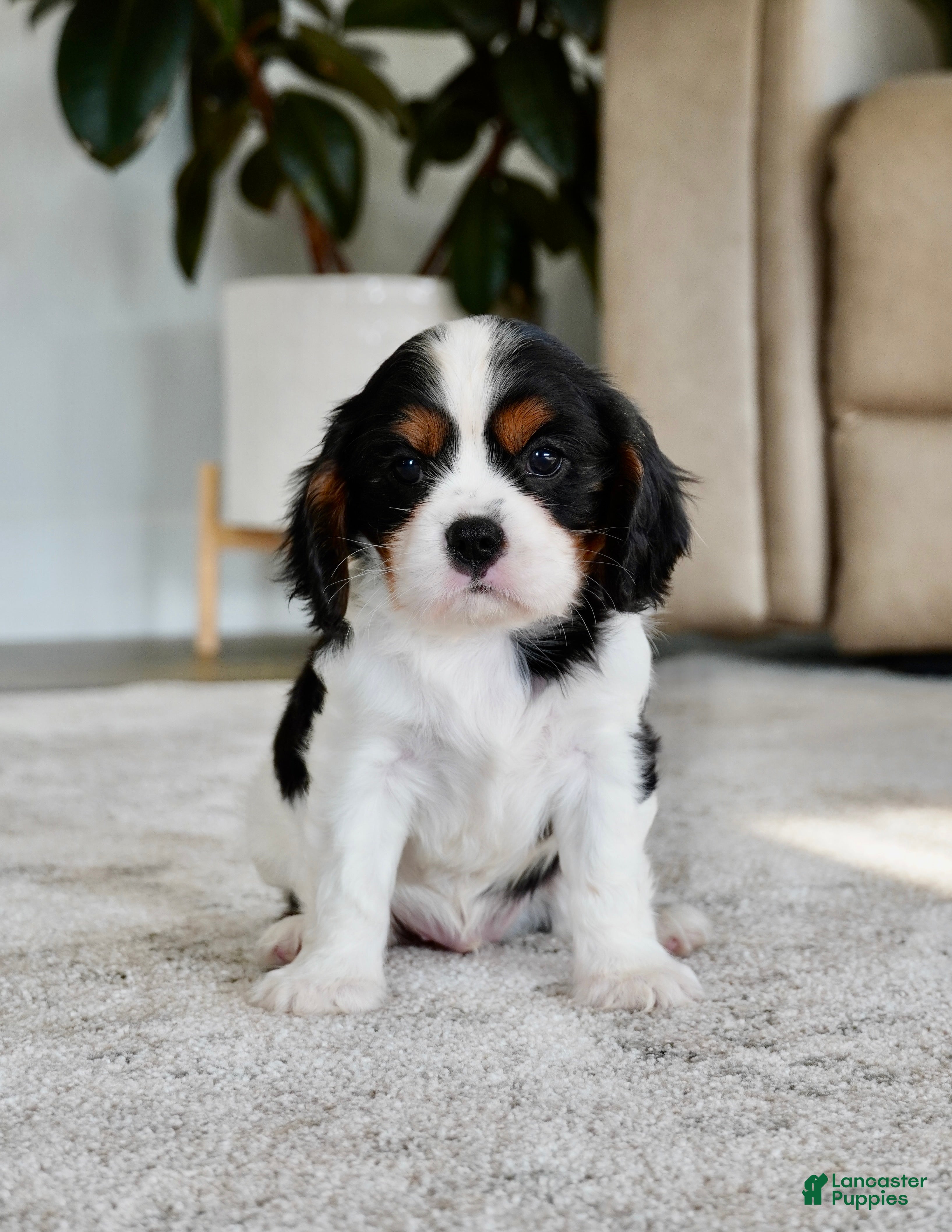 Cavalier King Charles Spaniel dogs Rowan - Ad 2