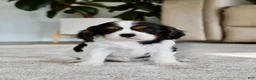 Cavalier King Charles Spaniel dogs for sale: Rowan - Ad 2