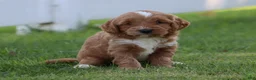 Miniature Labradoodle dogs for sale: Buster - Ad 3
