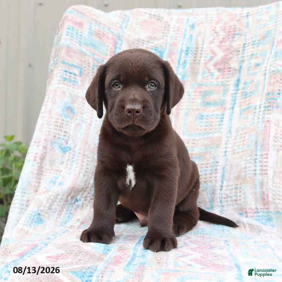 Labrador Retriever dogs Bruno - Ad 2
