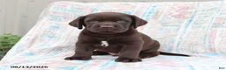 Labrador Retriever dogs for sale: Bruno - Ad 2