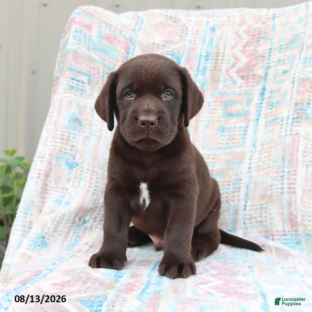 Labrador Retriever dogs for sale: Bruno - Ad 2