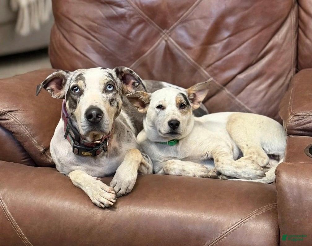 Mixed Breed dogs for sale: Bluebell  - Ad 2