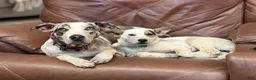 Mixed Breed dogs for sale: Bluebell  - Ad 2