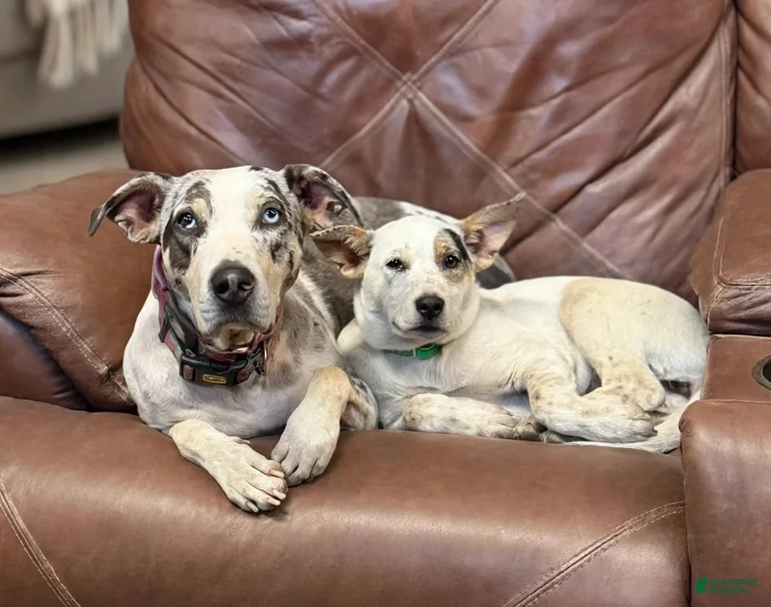 Mixed Breed dogs for sale: Bluebell  - Ad 2