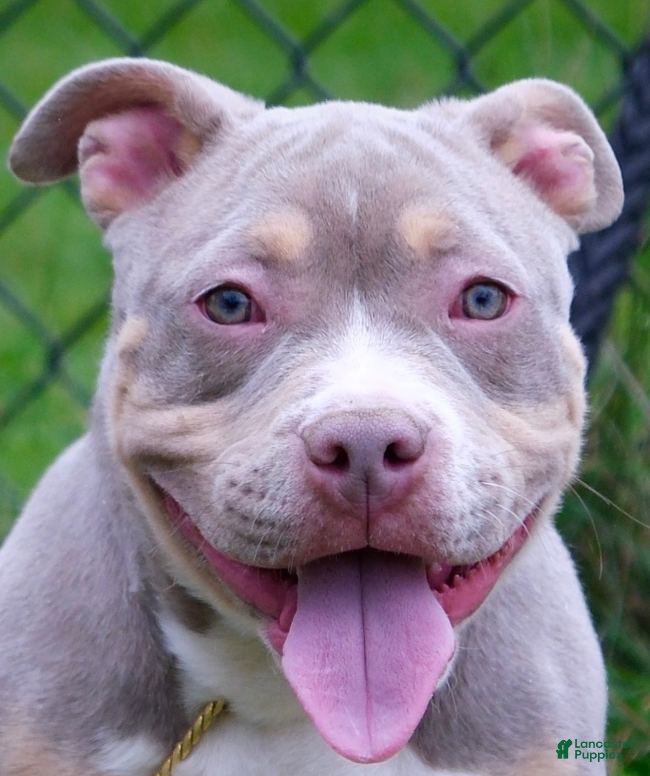 American Bully dogs Linda - Ad 26