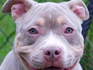 American Bully dogs Linda - Ad 13