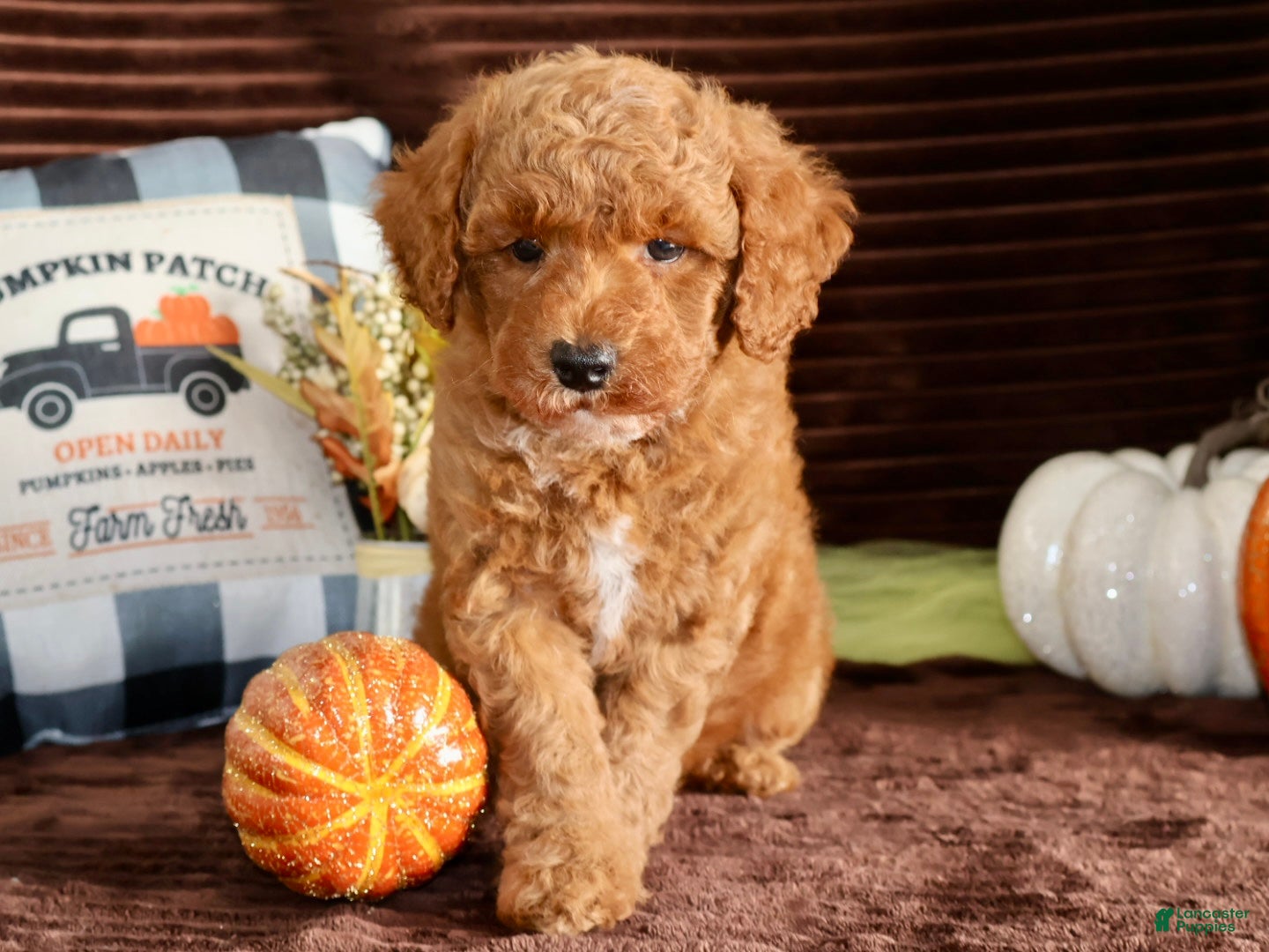 Mini Goldendoodle dogs Mini Goldendoodle 3 - Ad 2