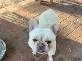 French Bulldog dogs French Bulldog Puppy 1 - Ad 40