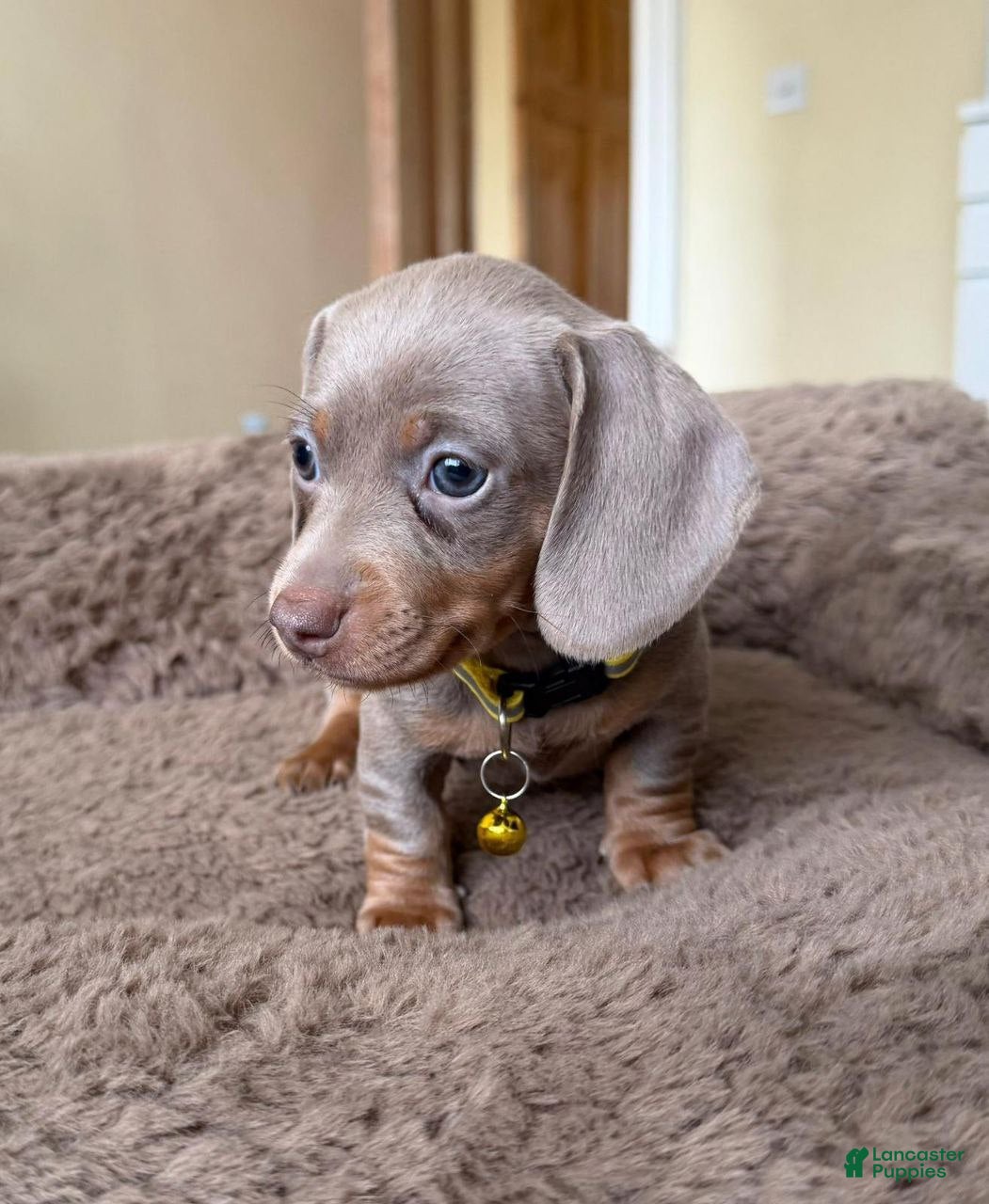 Miniature Dachshund dogs Miniature Dachshund Puppy 3 - Ad 31