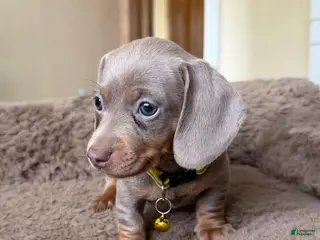 Miniature Dachshund dogs Miniature Dachshund Puppy 3 - Ad 31