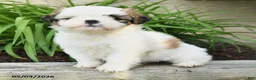 Shih Tzu dogs for sale: Harmony - Ad 5