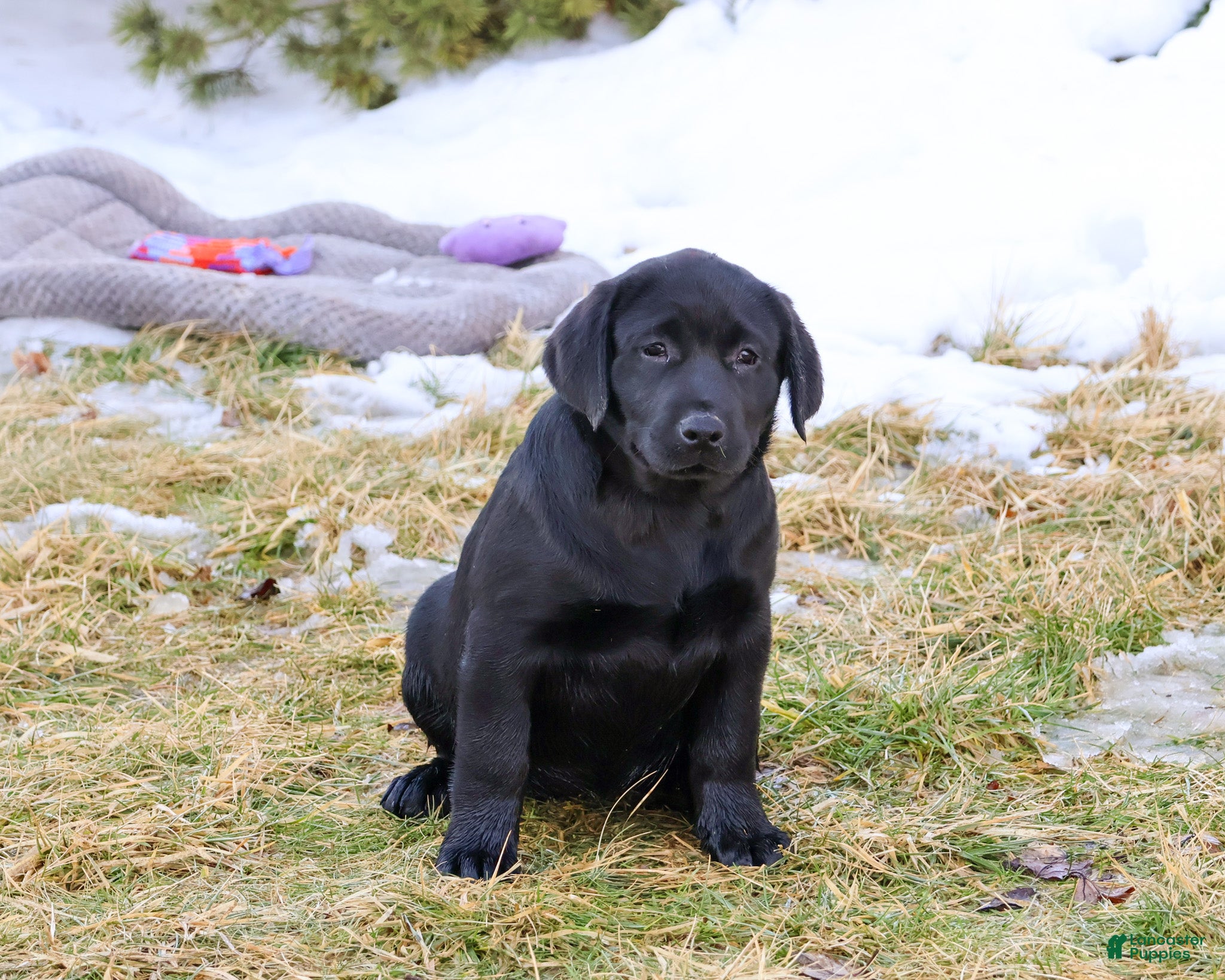 Labrador Retriever dogs Leah - Ad 35