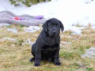 Labrador Retriever dogs Leah - Ad 35