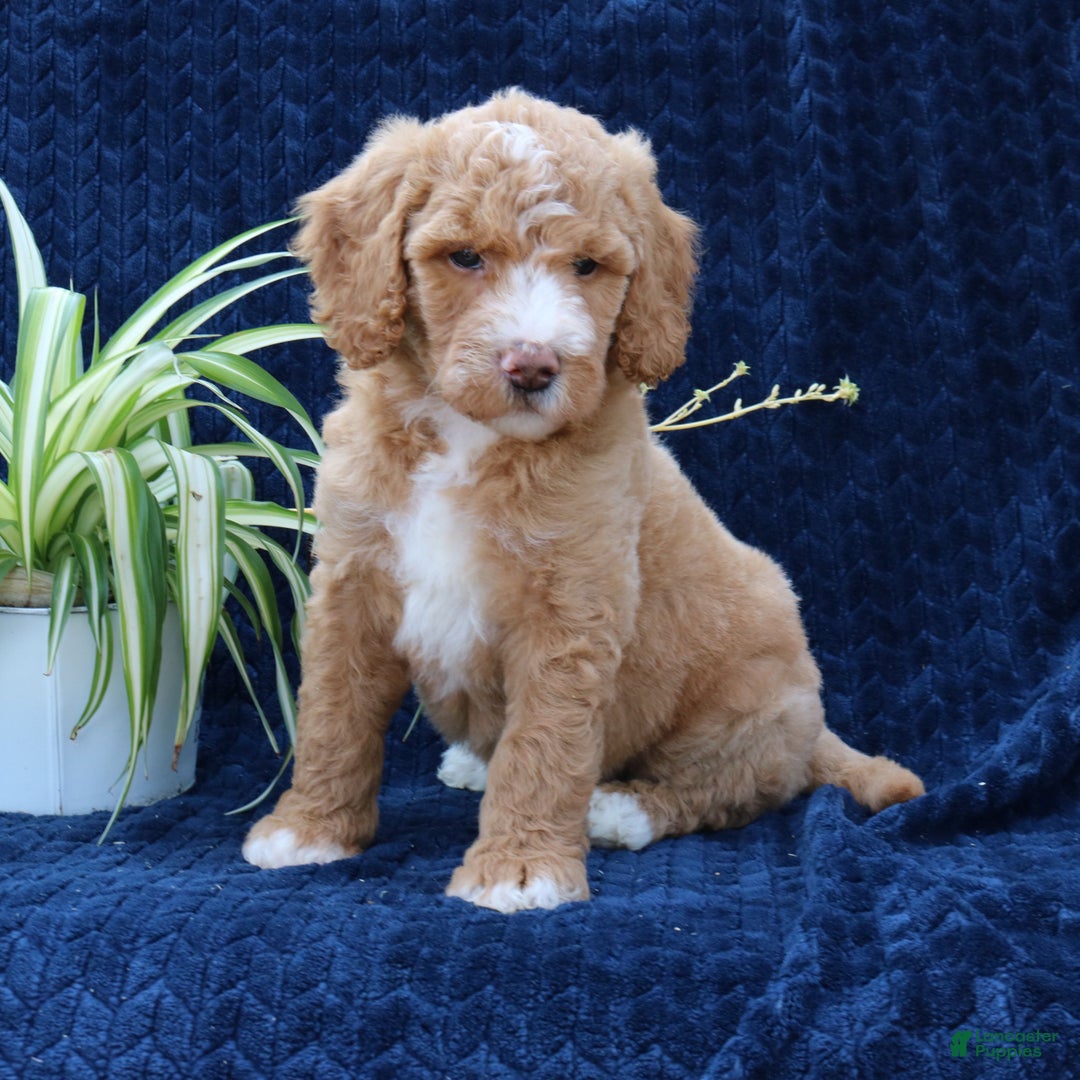 Goldendoodle dogs for sale: Tyson  - Ad 3