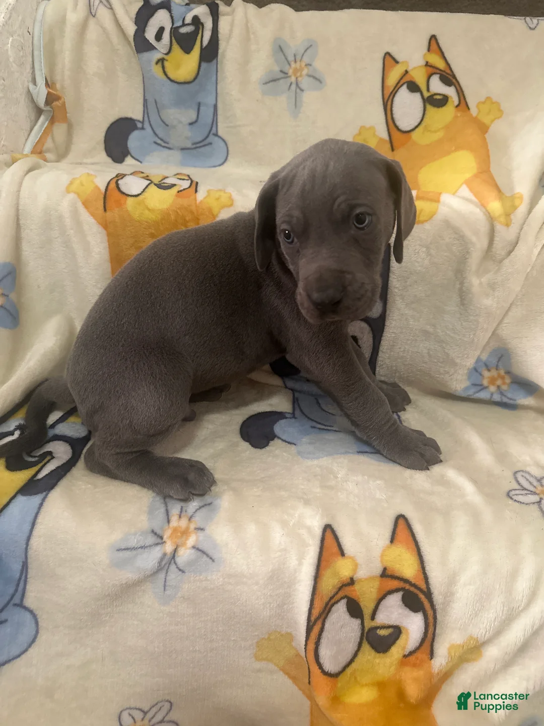 Great Dane dogs for sale: Great Dane Puppy 4 - Ad 1