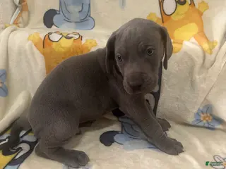 Great Dane dogs Great Dane Puppy 4 - Ad 7