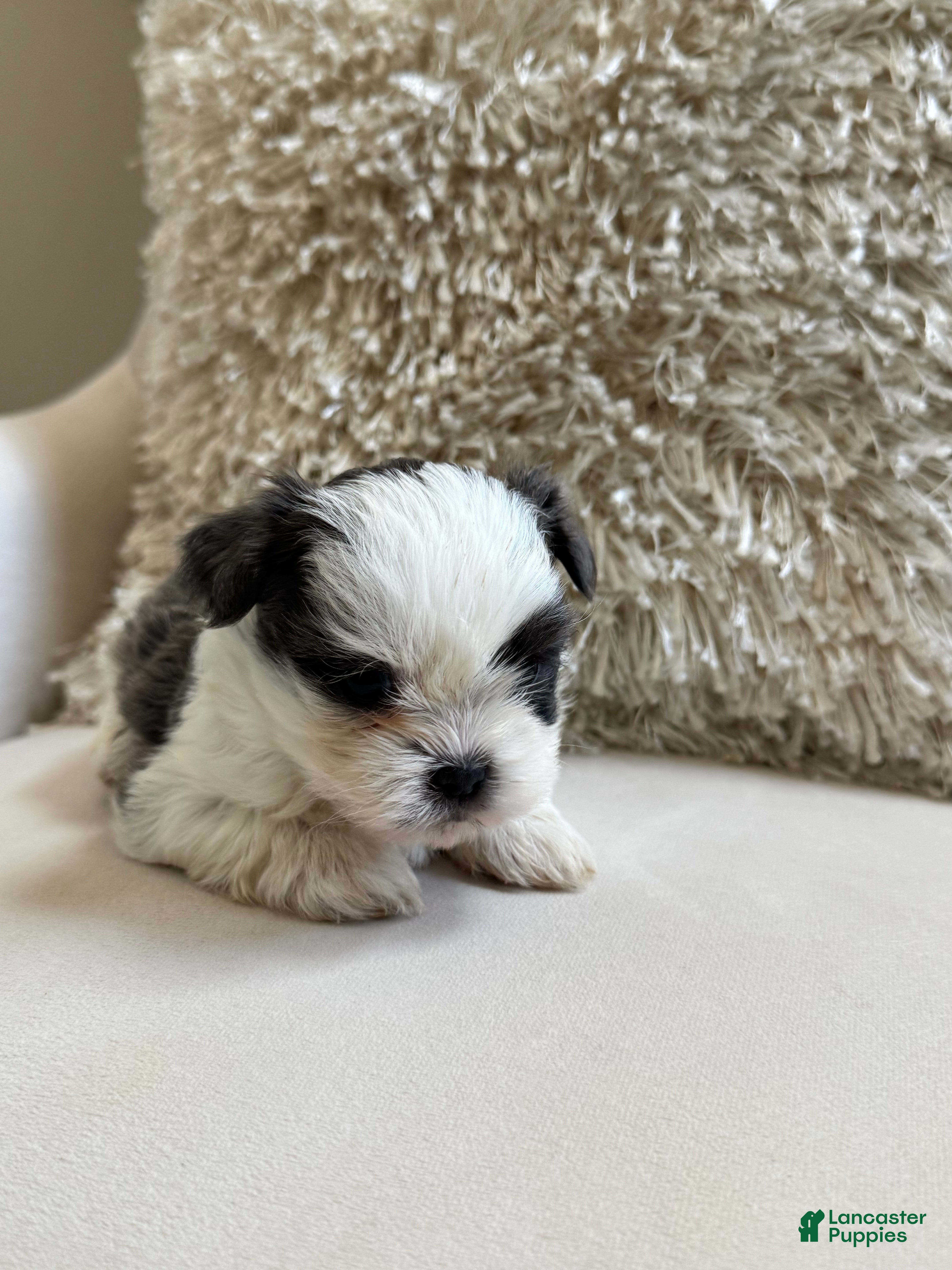 Shih Tzu dogs Shih Tzu Puppy 3 - Ad 12