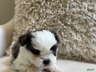 Shih Tzu dogs Shih Tzu Puppy 3 - Ad 10