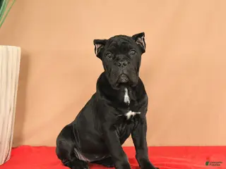 Cane Corso dogs Macaron - Ad 2