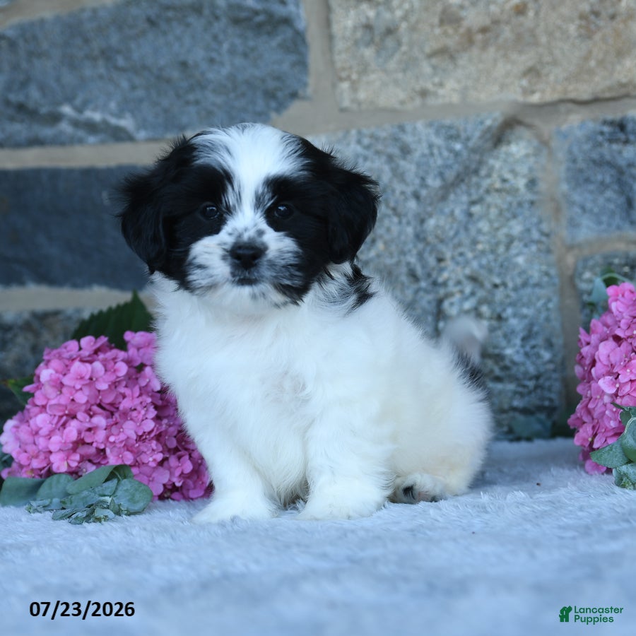 Malshi dogs Tootsie - Ad 1