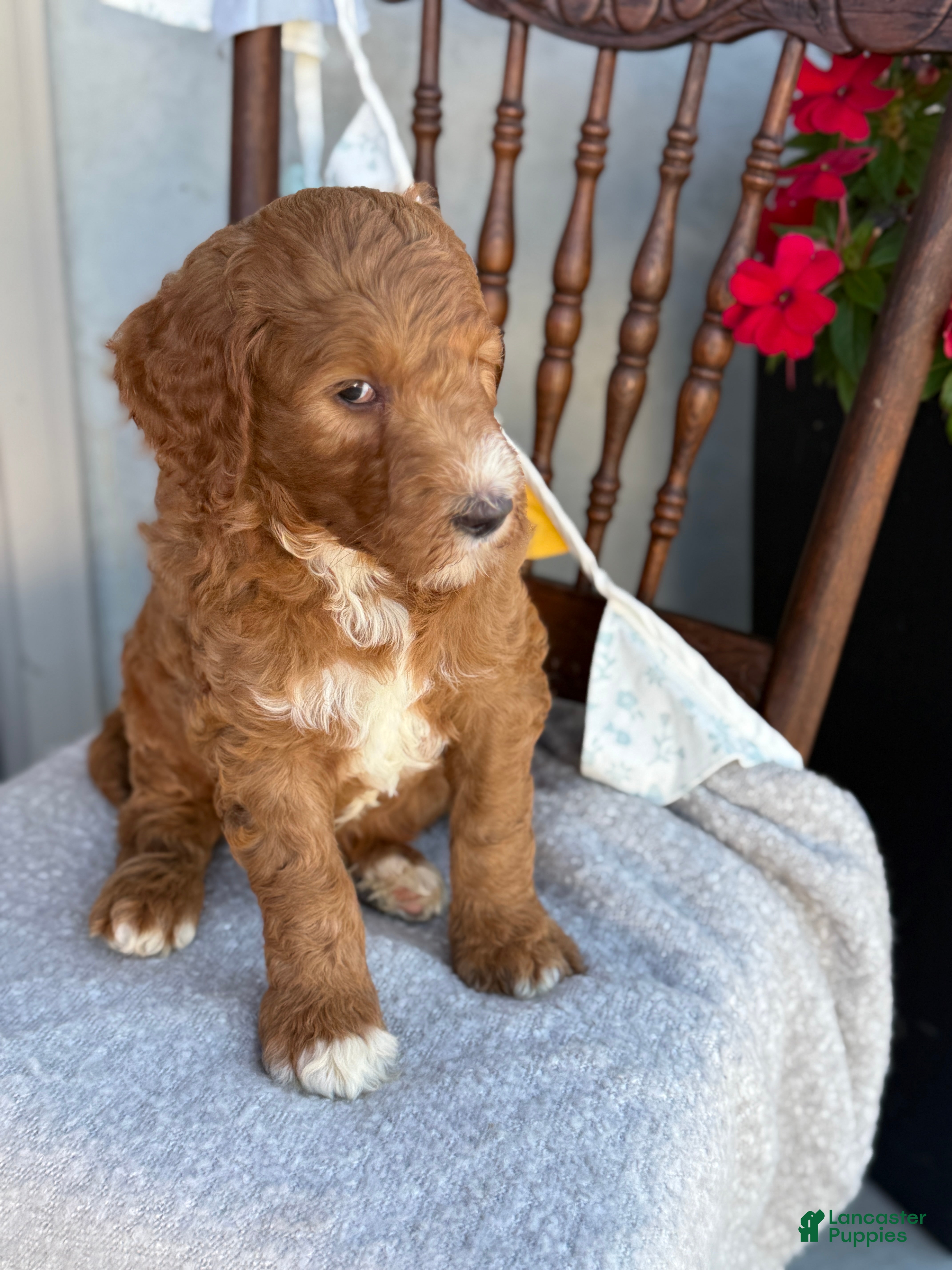 Goldendoodle dogs Cozette - Ad 2