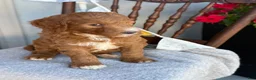 Goldendoodle dogs for sale: Cozette - Ad 2