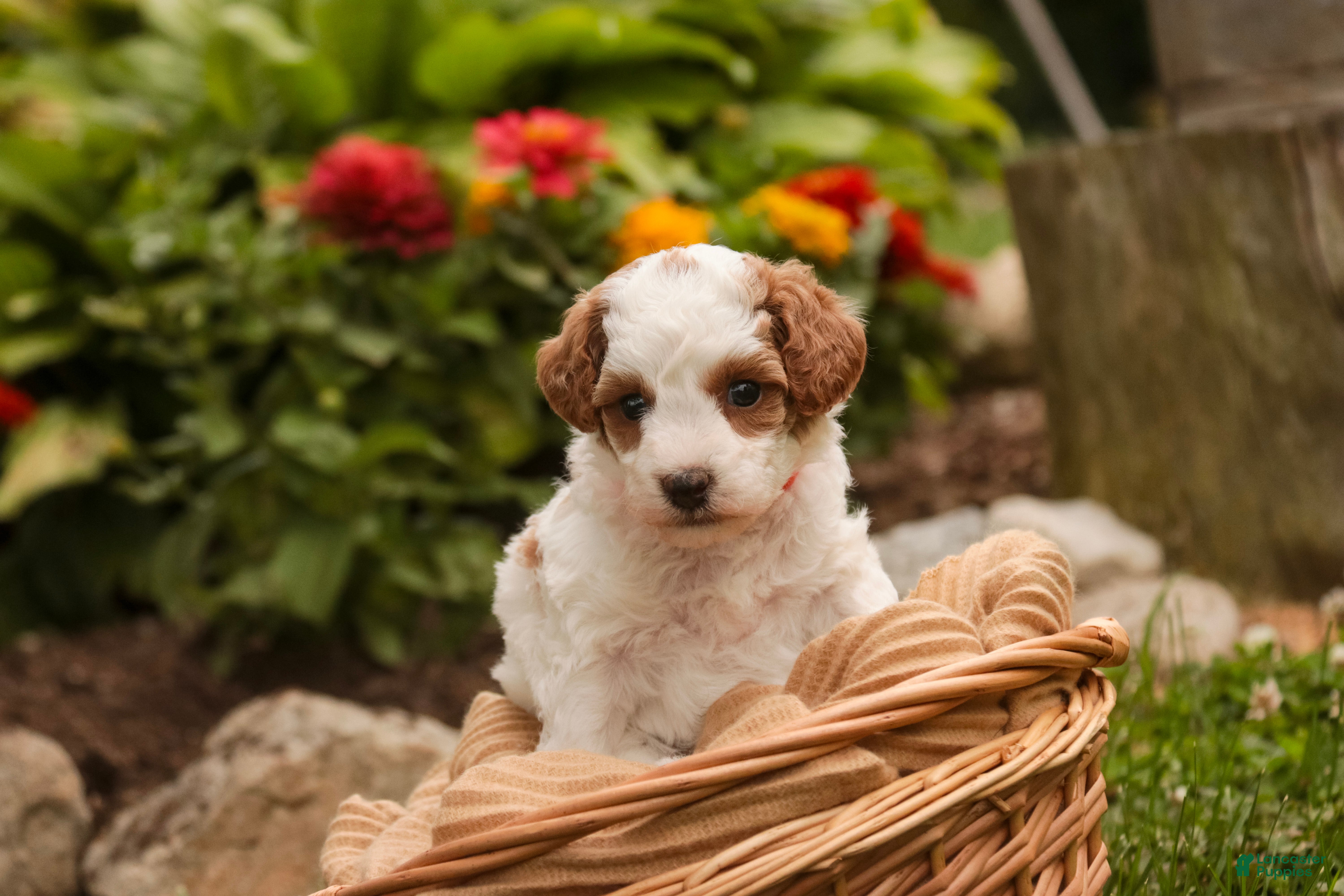 Miniature Poodle dogs Zephyr - Ad 2