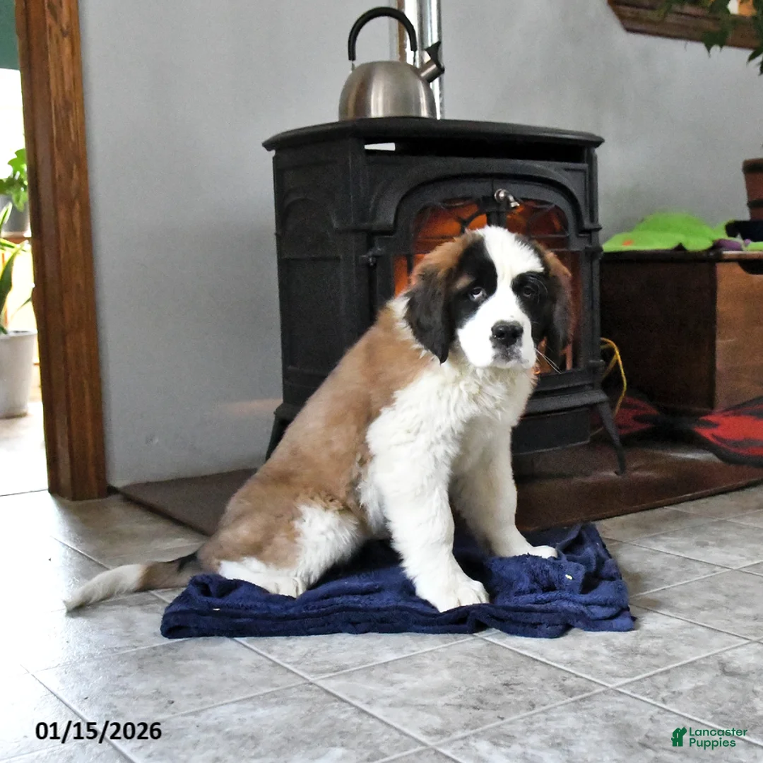 Saint Bernard dogs for sale: Clara - Ad 3