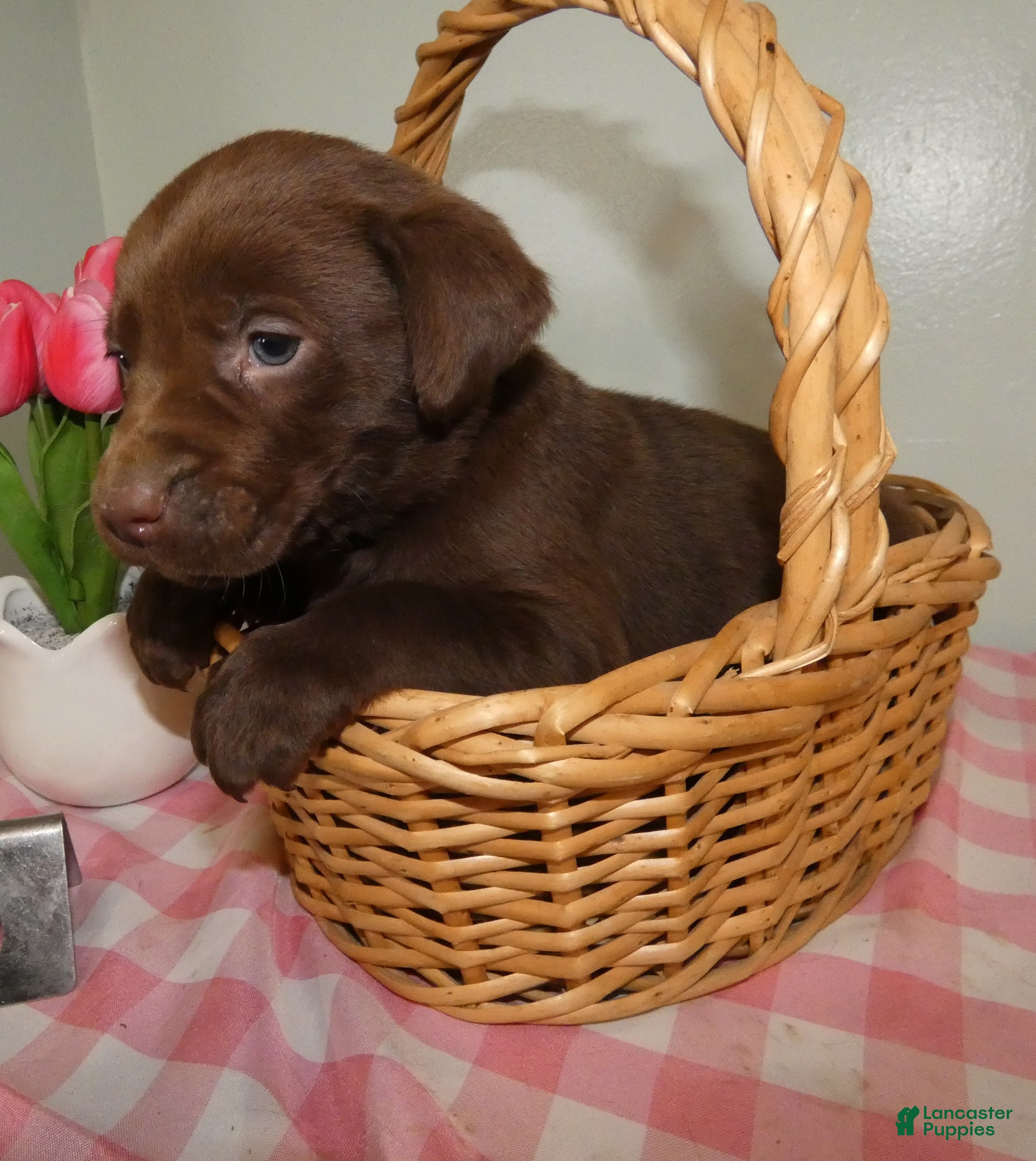 Labrador Retriever dogs Labrador Retriever Puppy 6 Rocky - Ad 33