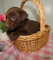 Labrador Retriever Puppy 6 Rocky