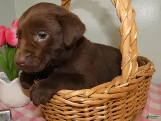 Labrador Retriever dogs Labrador Retriever Puppy 6 Rocky - Ad 23