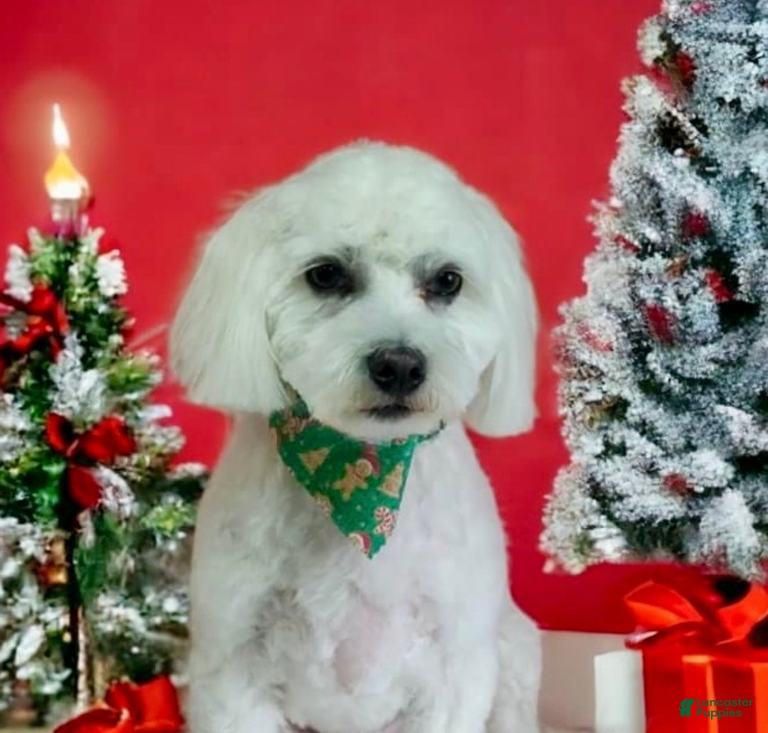 Maltipoo dogs for sale: Mopsie - Ad 16