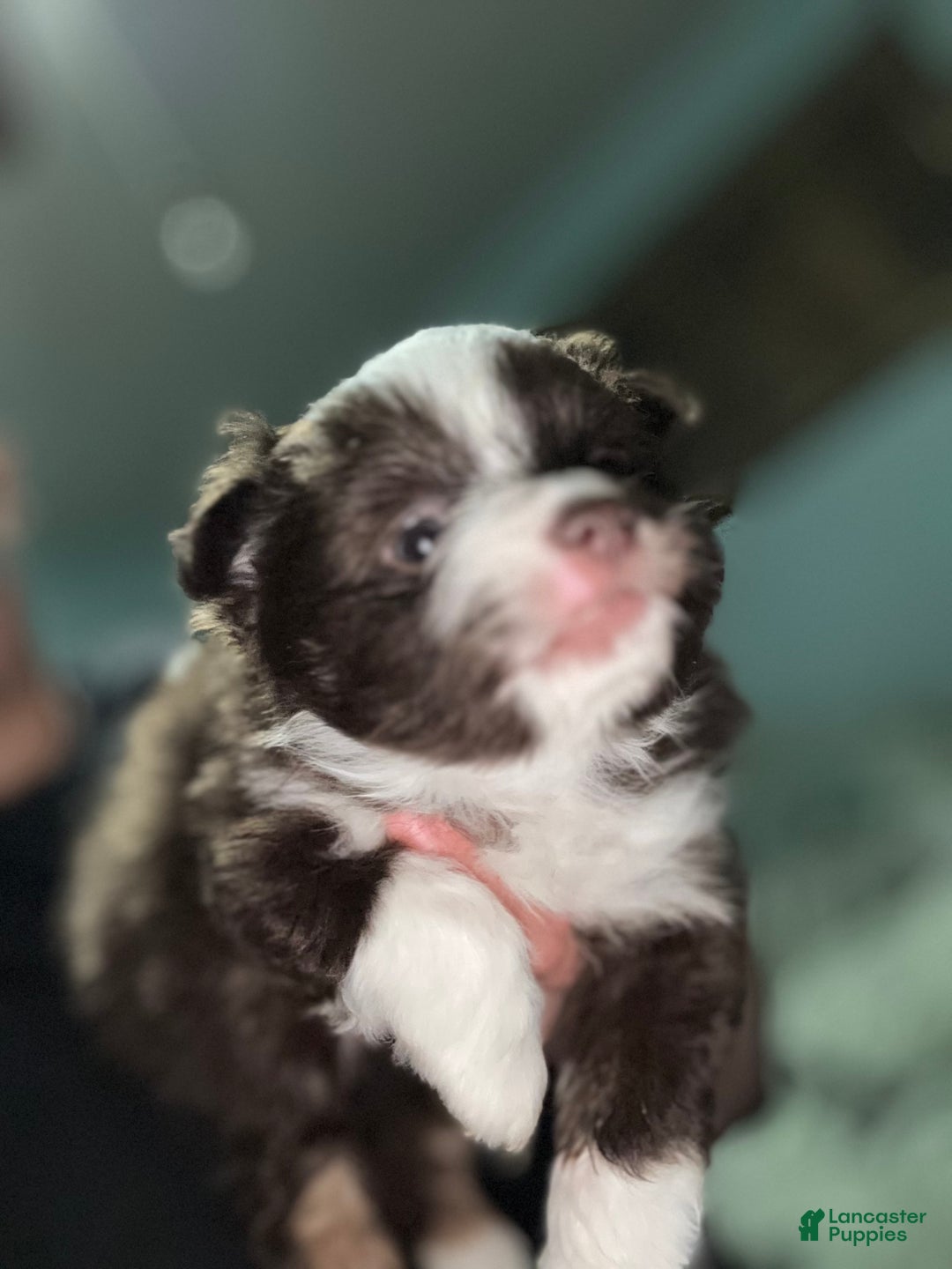 Pomeranian dogs for sale: Pomeranian Puppy 2 - Ad 4