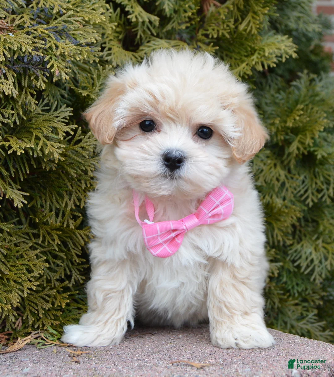 Maltipoo dogs for sale: Maggie - Ad 16