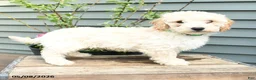 Shihpoo dogs for sale: Elvis - Ad 3