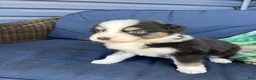 Australian Shepherd dogs for sale: Australian Shepherd- Chloe  - Ad 11