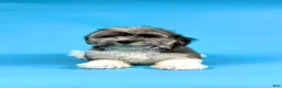 Havanese dogs for sale: ELMO - Ad 3