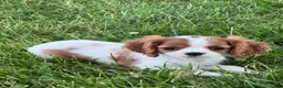 Cavalier King Charles Spaniel dogs for sale: Giggles  - Ad 3