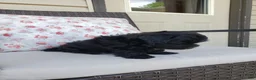 Yorkiepoo dogs for sale: Yorkiepoo 3 - Ad 2