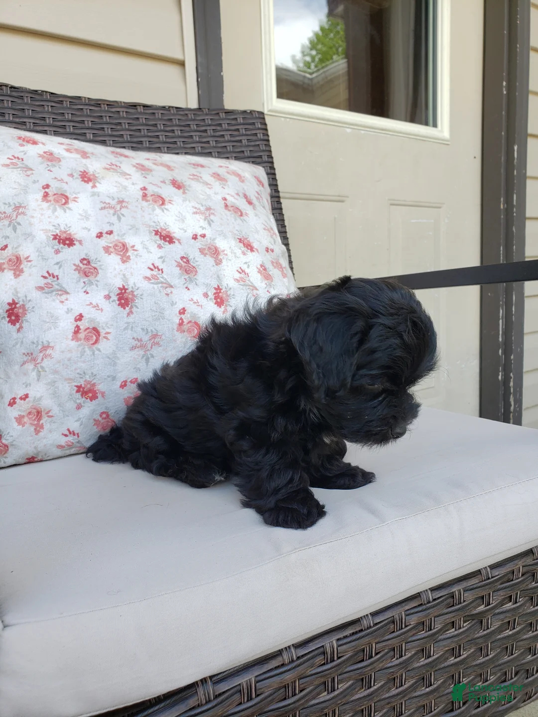 Yorkiepoo dogs for sale: Yorkiepoo 3 - Ad 2