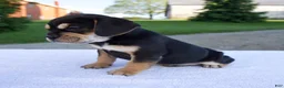 Beabull dogs for sale: Kipp - Ad 3